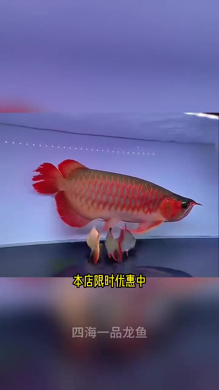 金龙鱼