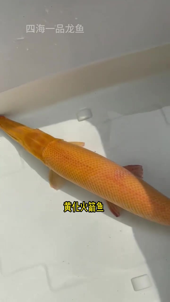 黄化火箭鱼