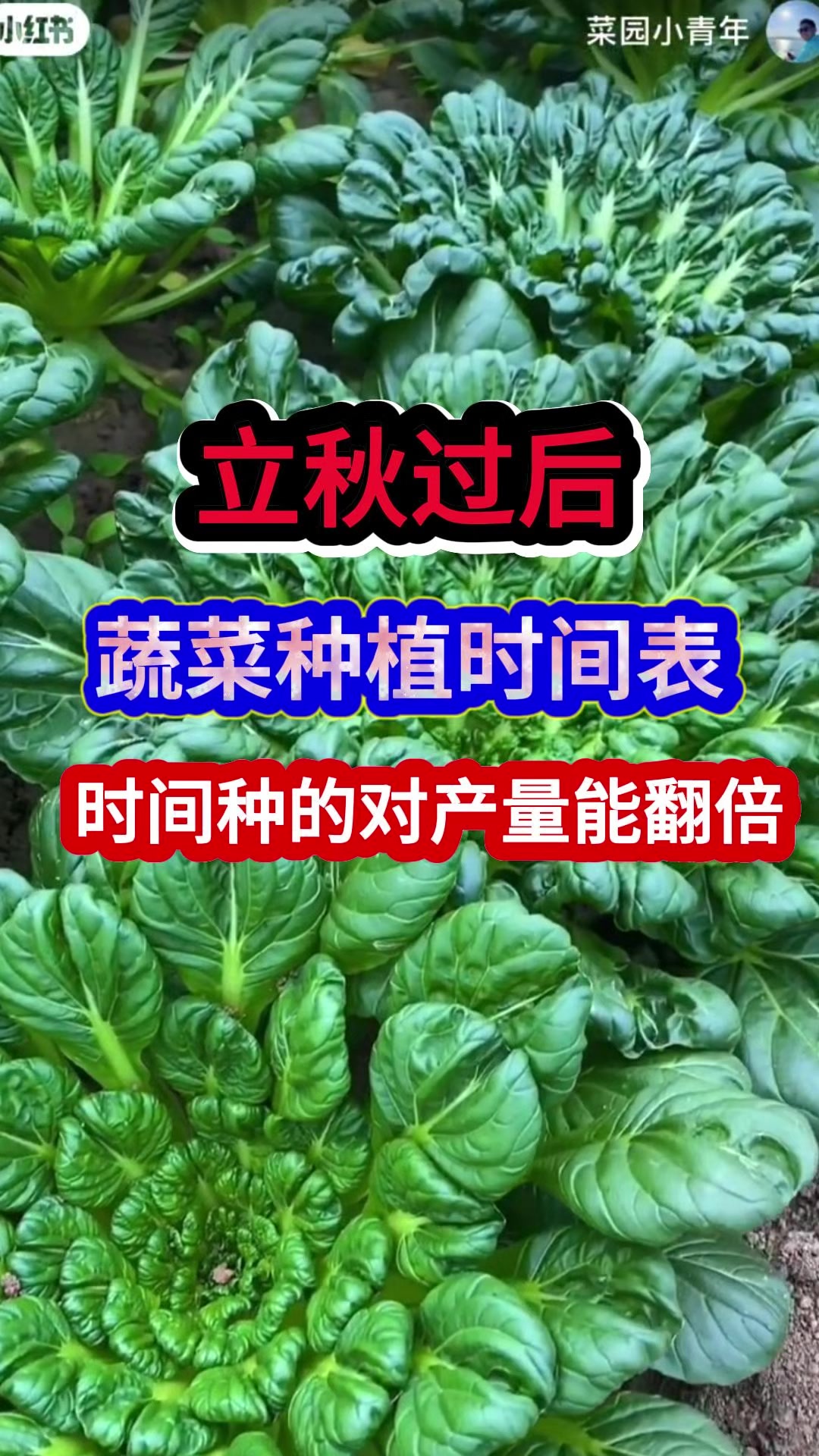 立秋过后蔬菜种植时间表种对了产量能翻倍