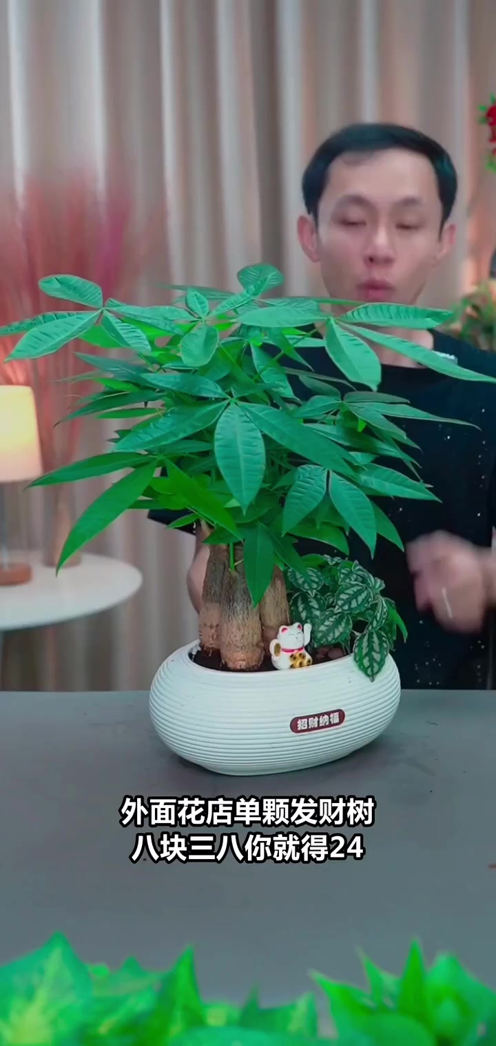 直播间福利大放送，买发财树送招财猫和花盆，快来抢购！
