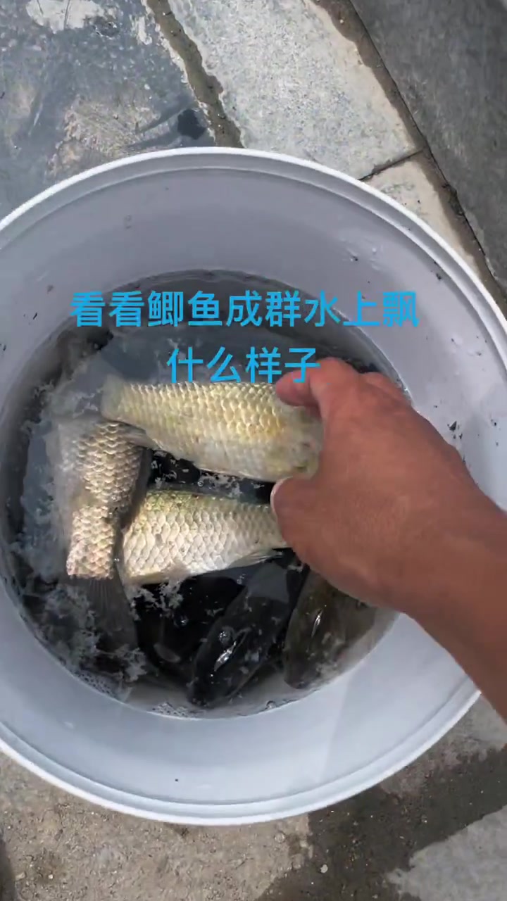 看看鲫鱼成群水上飘什么样子