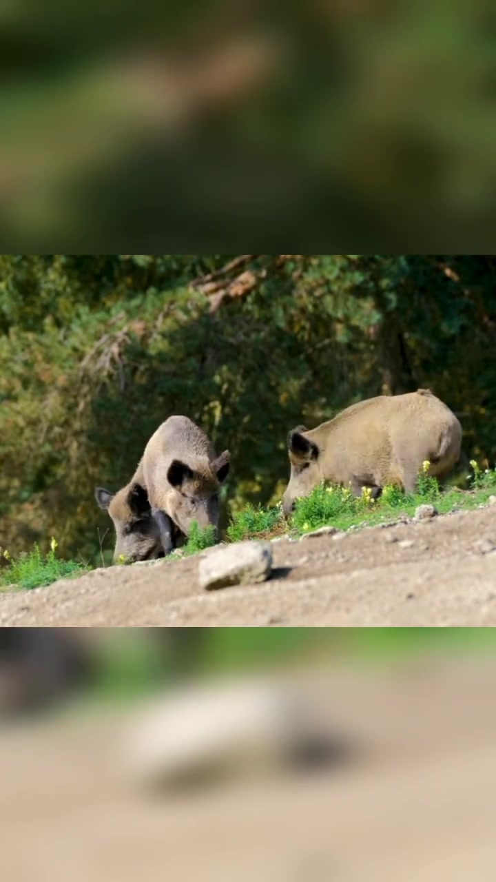 风云变幻的生猪市场！