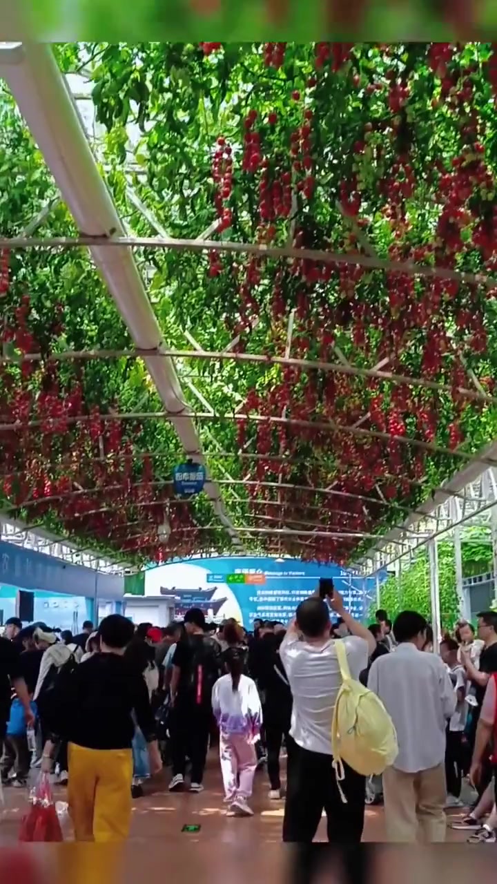 寿光蔬菜博览会，看看高科技种的瓜果都是怎么长的