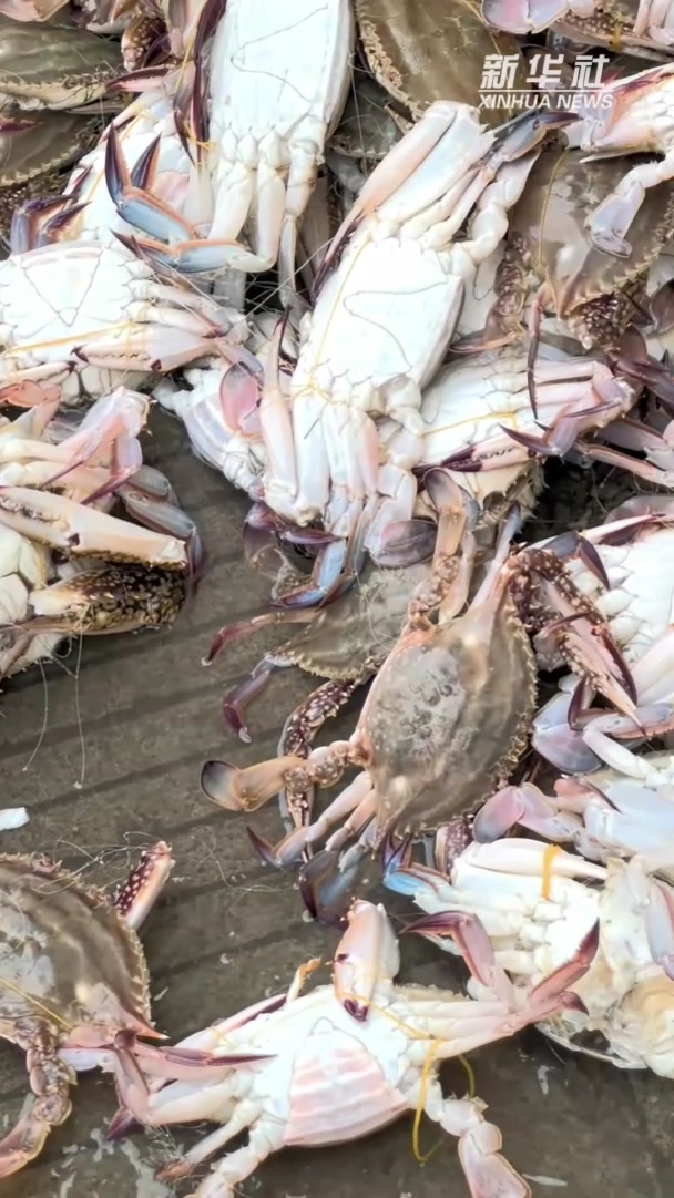 江苏启东:“小开渔”后“第一捕”渔获来了