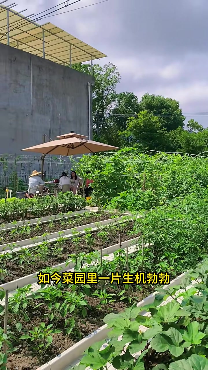 90后回农村打造菜园子