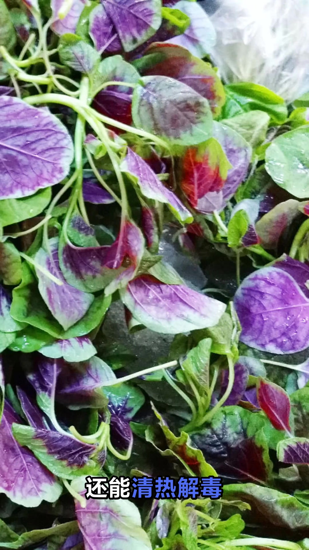 苋菜的神奇功效与食用禁忌