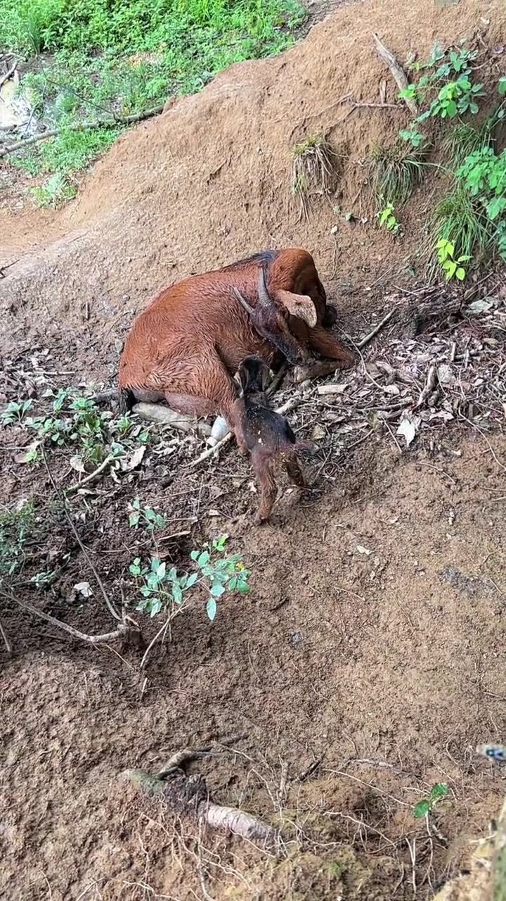 秋天第一杯奶茶有喜有忧，可怜我的小羊羔