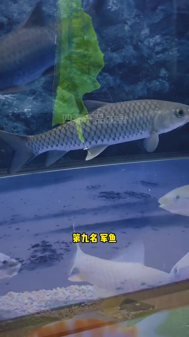 国内最凶猛淡水鱼排行榜 水族 观赏鱼