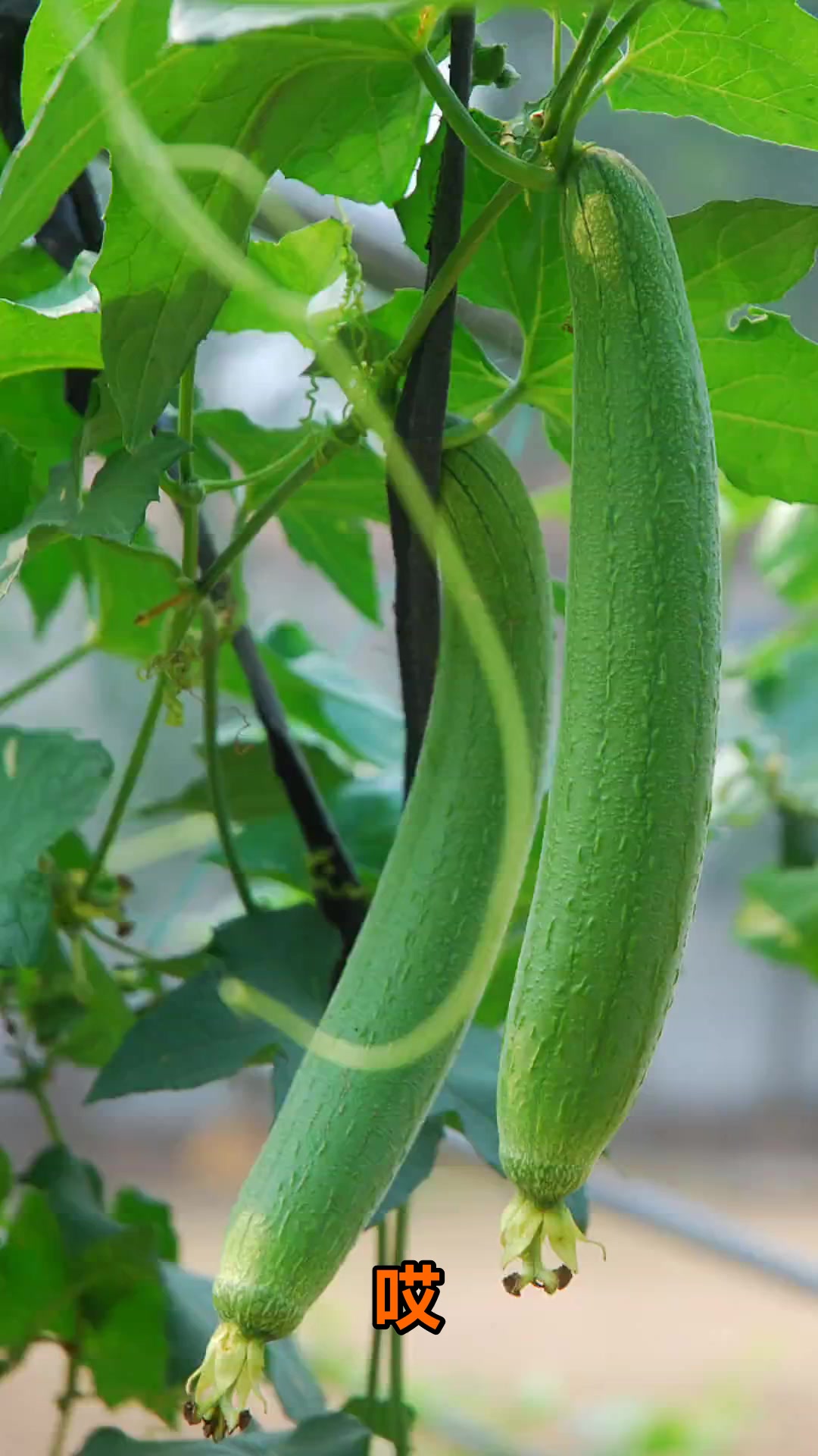 丝瓜尽量少吃的原因你知道吗