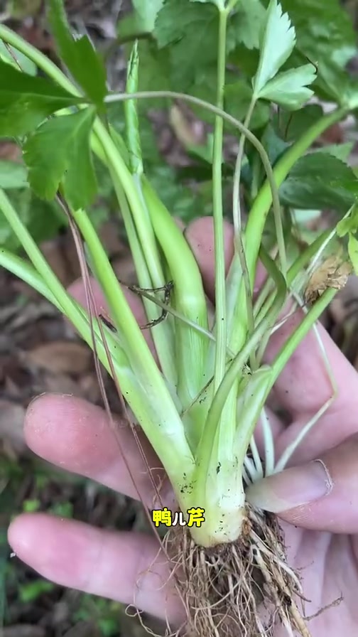 同时兼有芹菜与香菜味道的野菜，懂它的人，都争着采它，叫鸭脚板
