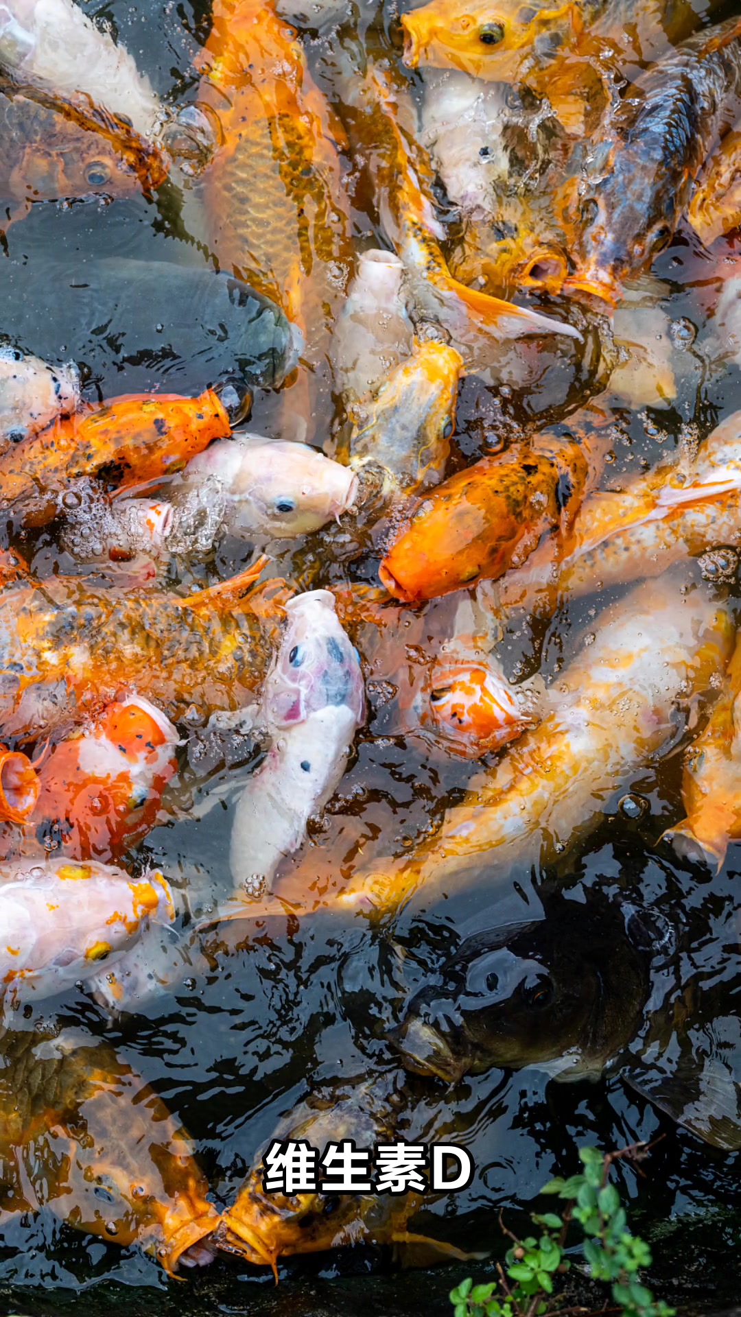 鲤鱼营养价值高常吃对身体有这些好处