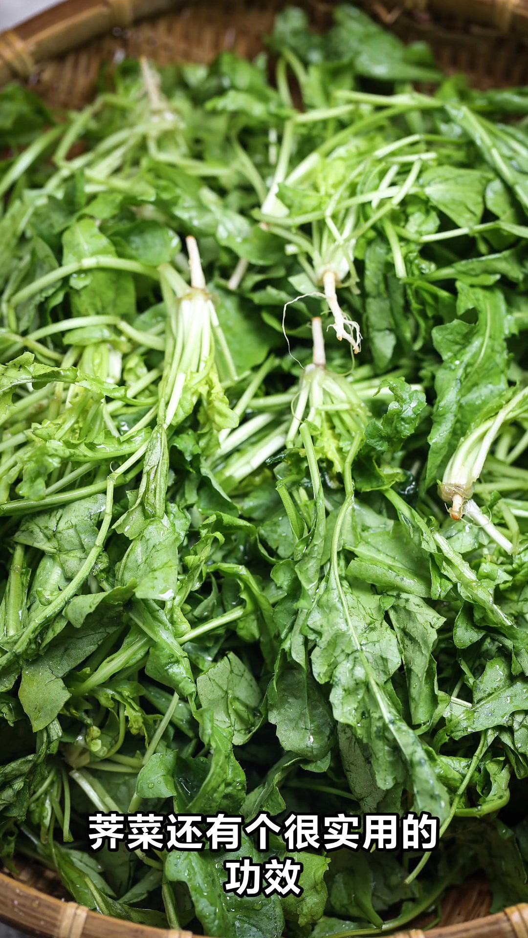 荠菜的功效与作用你知道吗