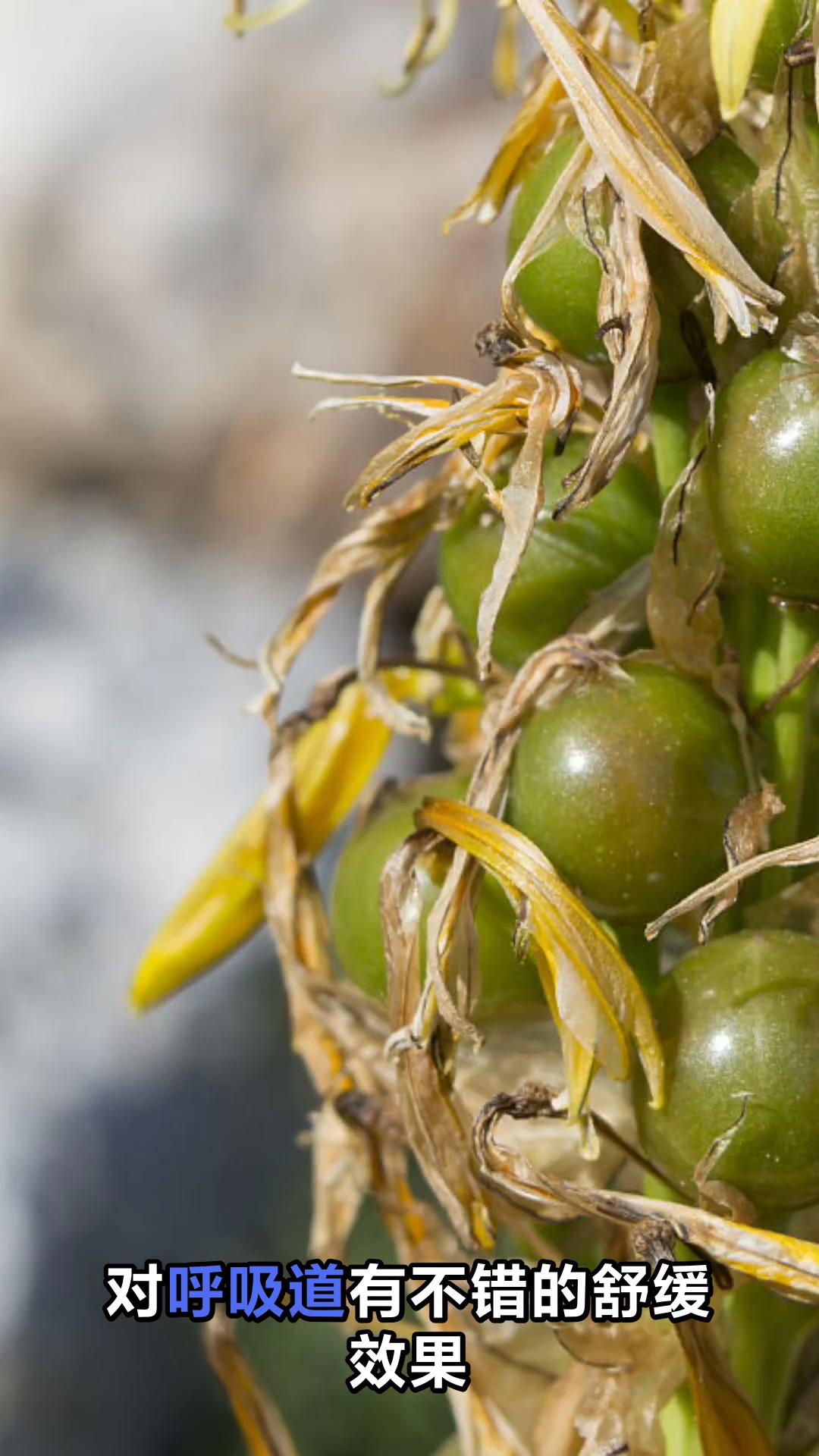 鸡心黄皮果的神奇功效与作用