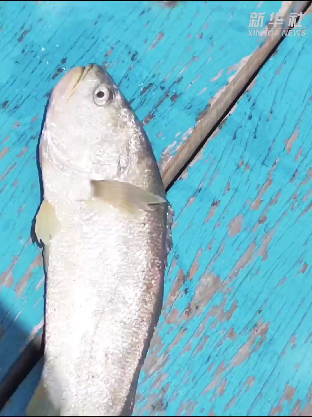 「你馋了吗?这个村把黄鱼养成全村希望」敲敲“门”,大黄鱼上来了!近日,记者来到浙江宁波象山