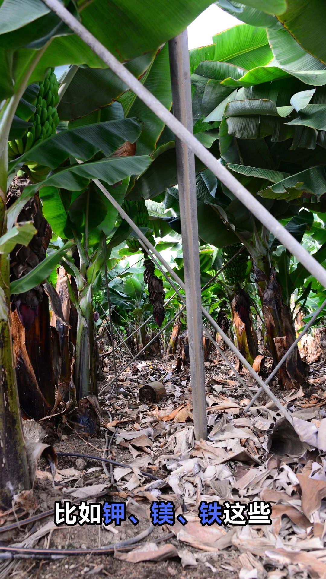 椰肉的神奇功效你了解多少