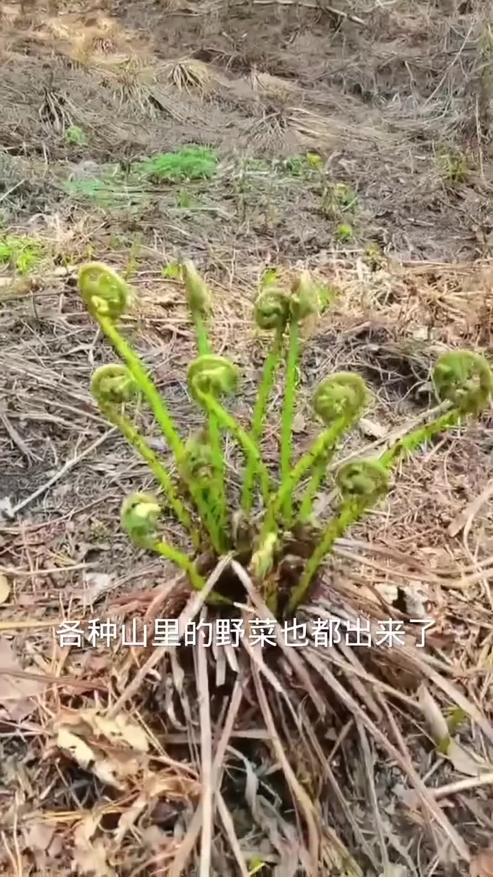 野鸡膀子野菜到底能不能吃？