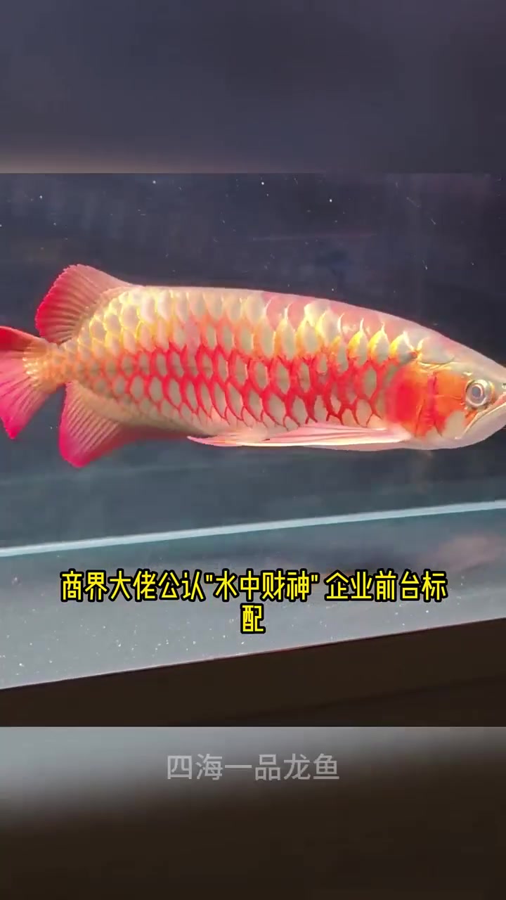 红龙