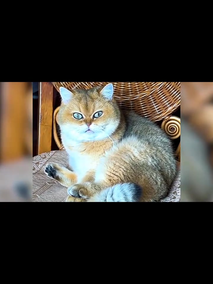 大宝豆祝您天天开心