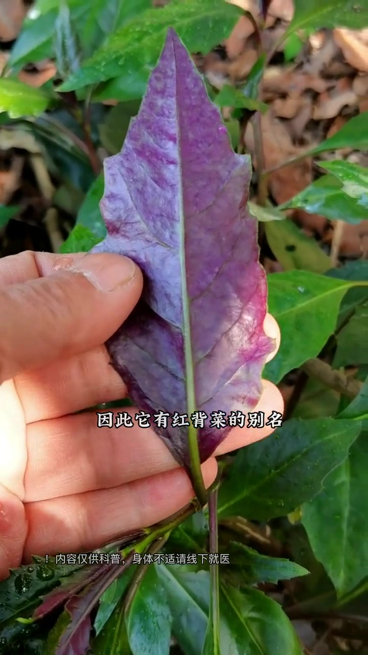 红凤菜，它到底可不可食？