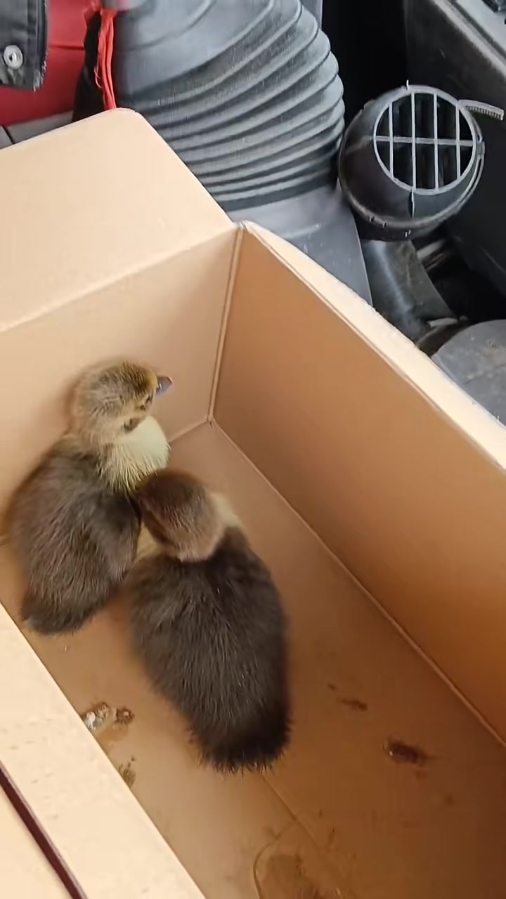 毛茸茸、超级可爱的小鸭仔！