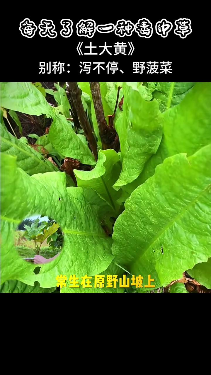 农村野菠菜，吃完泄不停，生存专家也中招