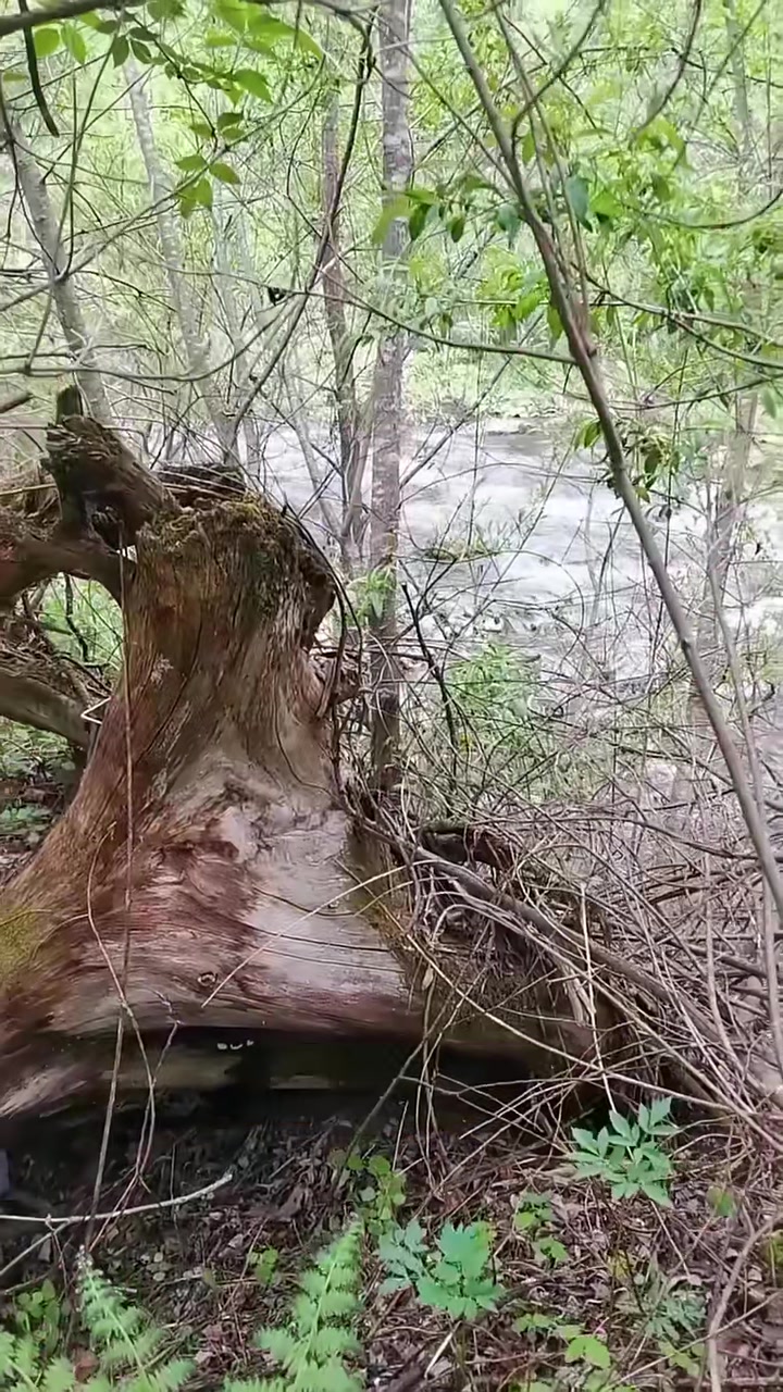 丑鸭—国家三有保护动物。拍摄不易，你们的小红心就是对我最大的鼓励