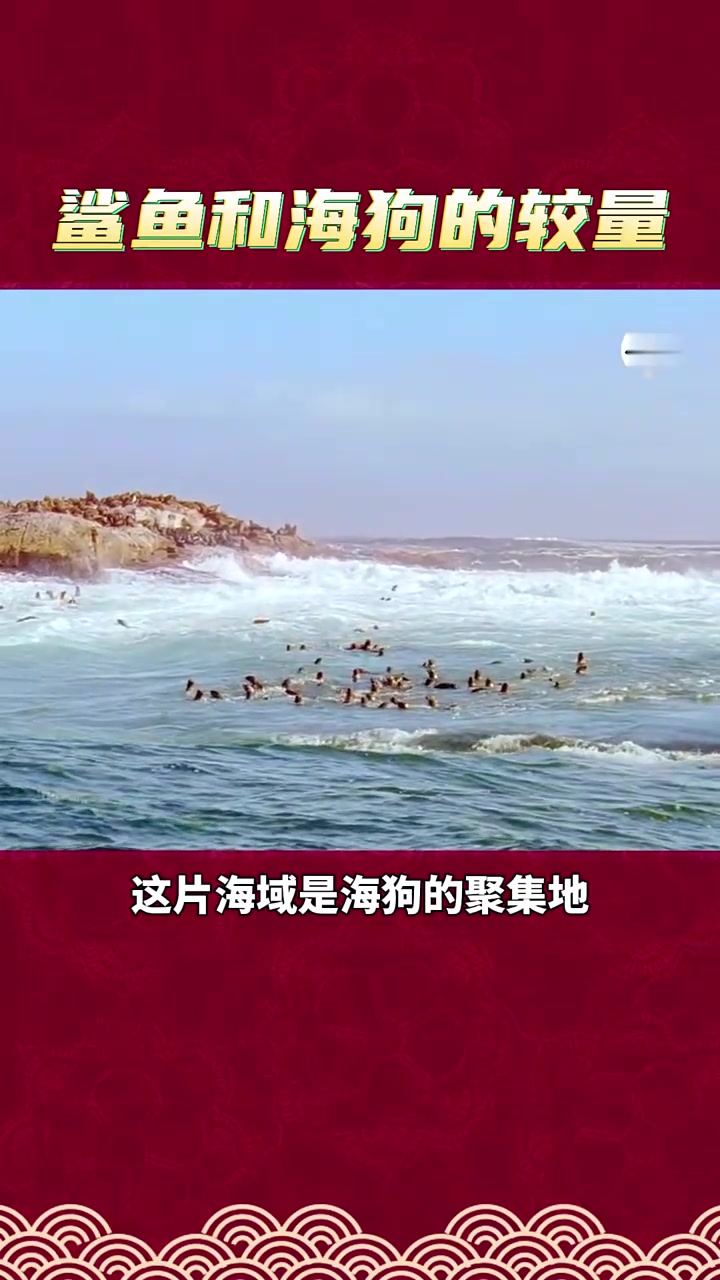 鲨鱼和海狗的较量