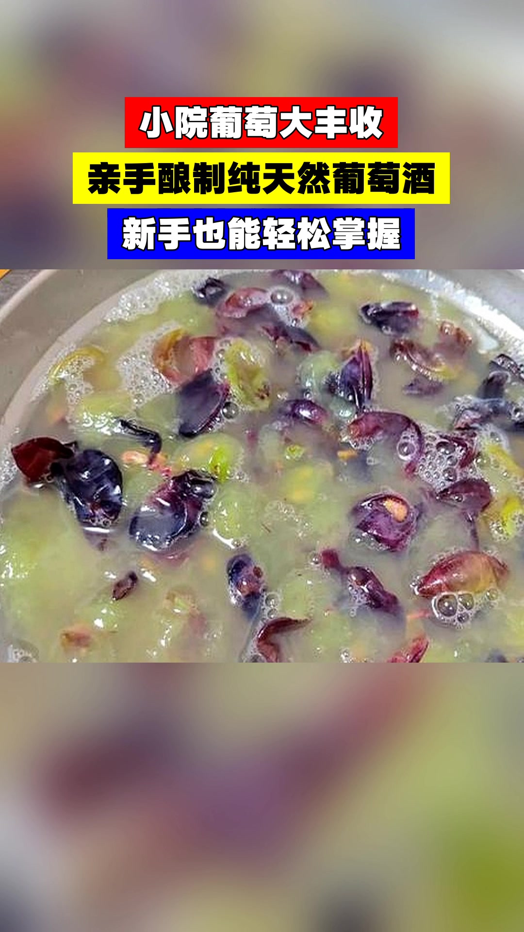 小院葡萄大丰收，亲手酿制纯天然葡萄酒，新手也能轻松掌握