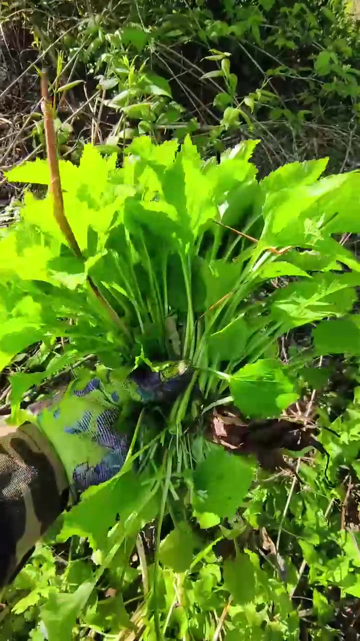 超全东北野菜大合集！