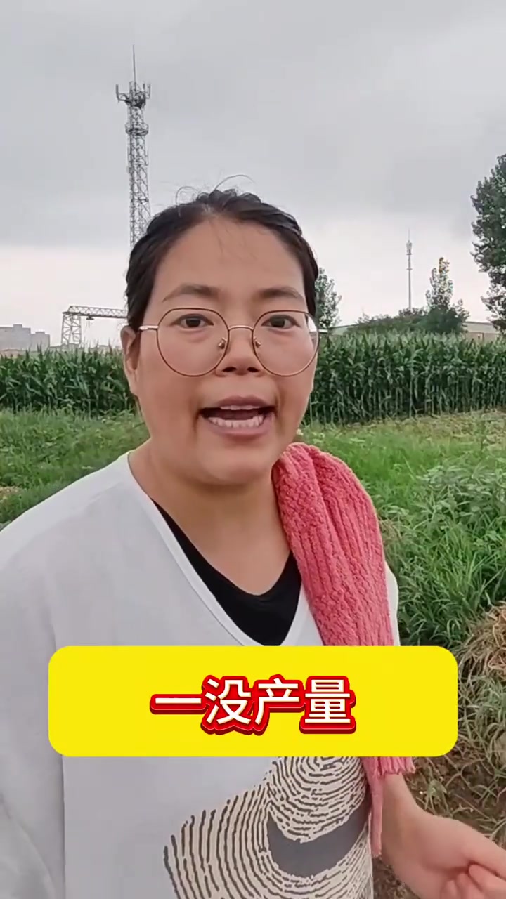 立秋了，该种白菜了