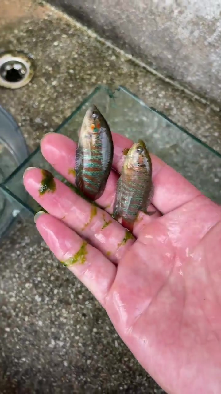 养了28天的斗鱼缸，抽干水清理，会有什么收获？