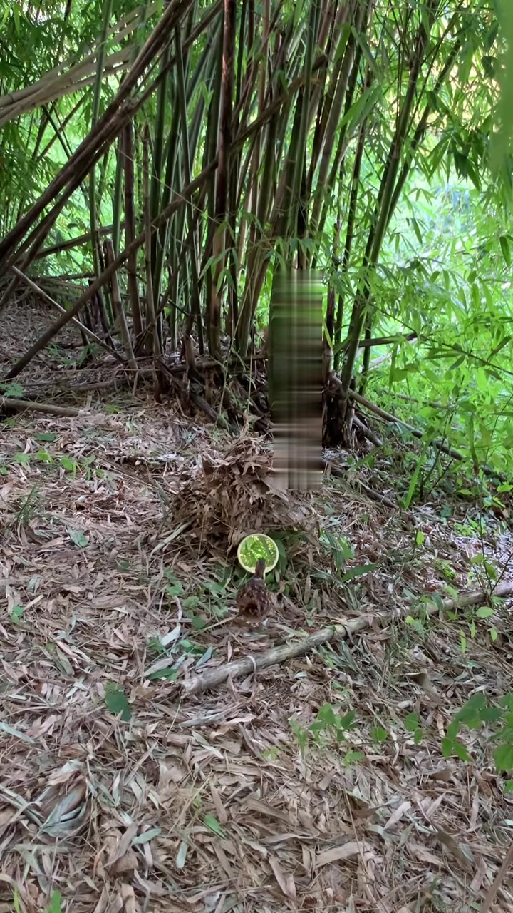 灵动活泼的可爱竹鸡！