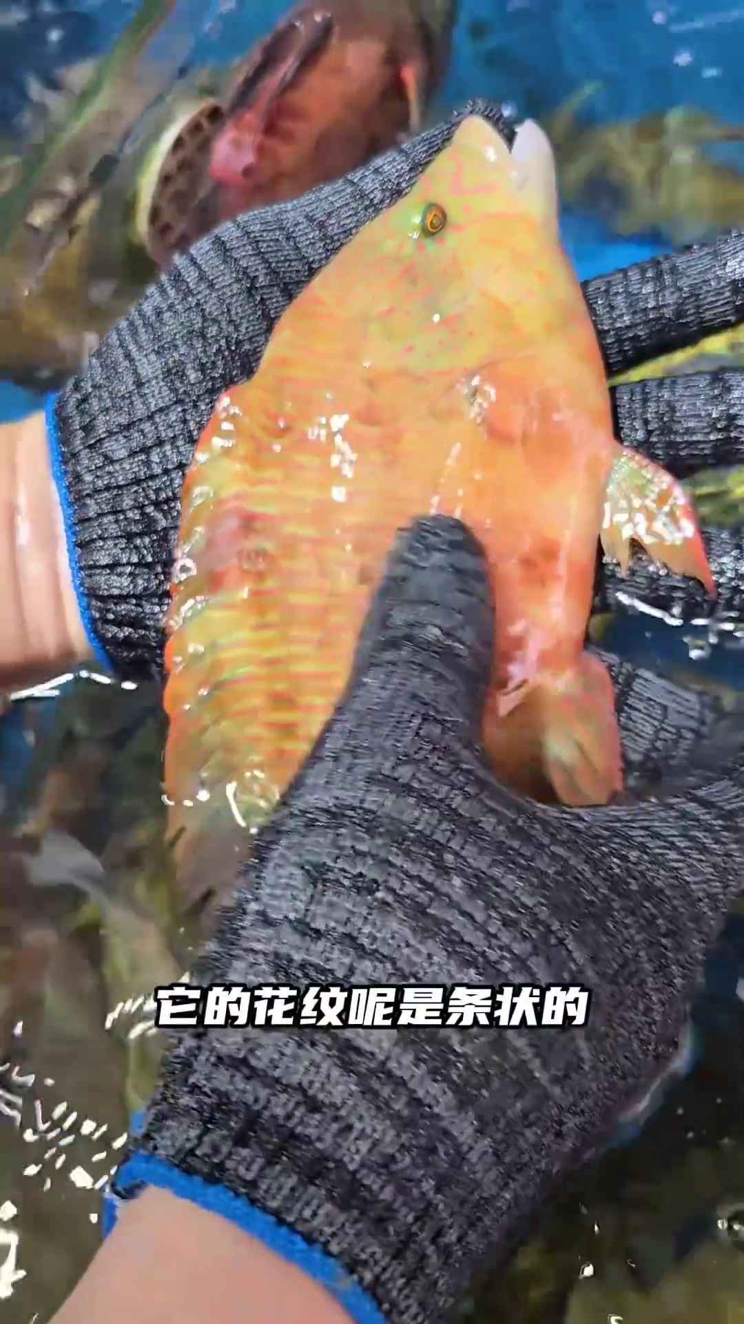 如何分辨彩眉鱼种类