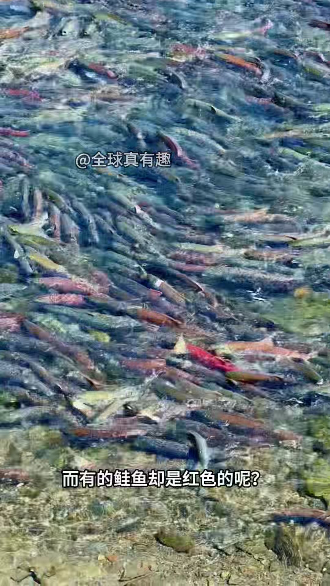 太平洋鲑鱼也叫作红鲑鱼