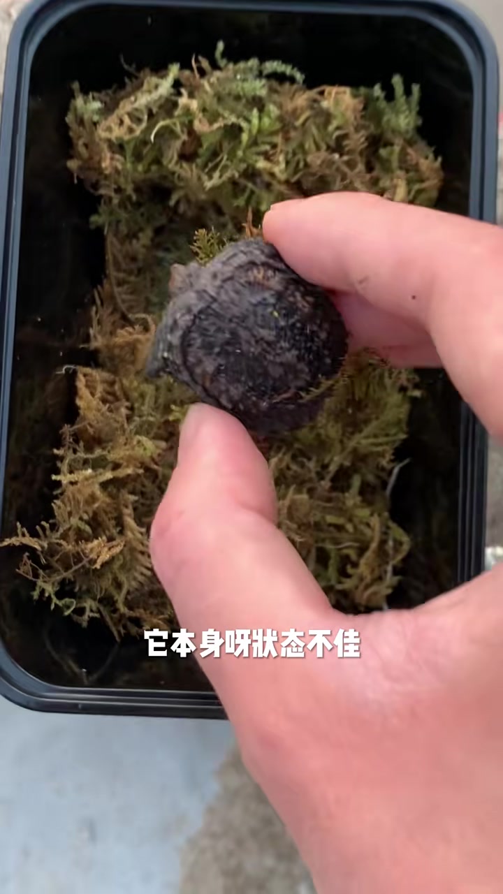 鳄龟苗子如何饲养赶紧来看看吧