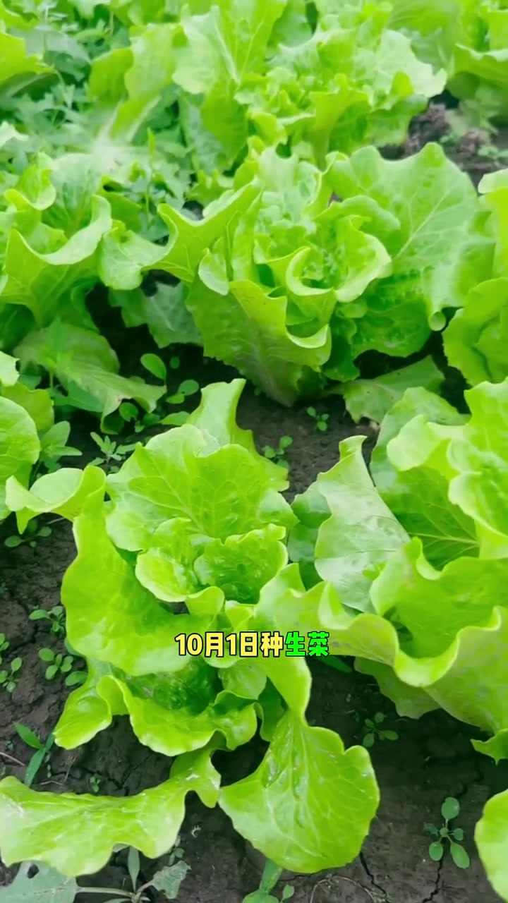 立秋以后可以种的蔬菜有哪些