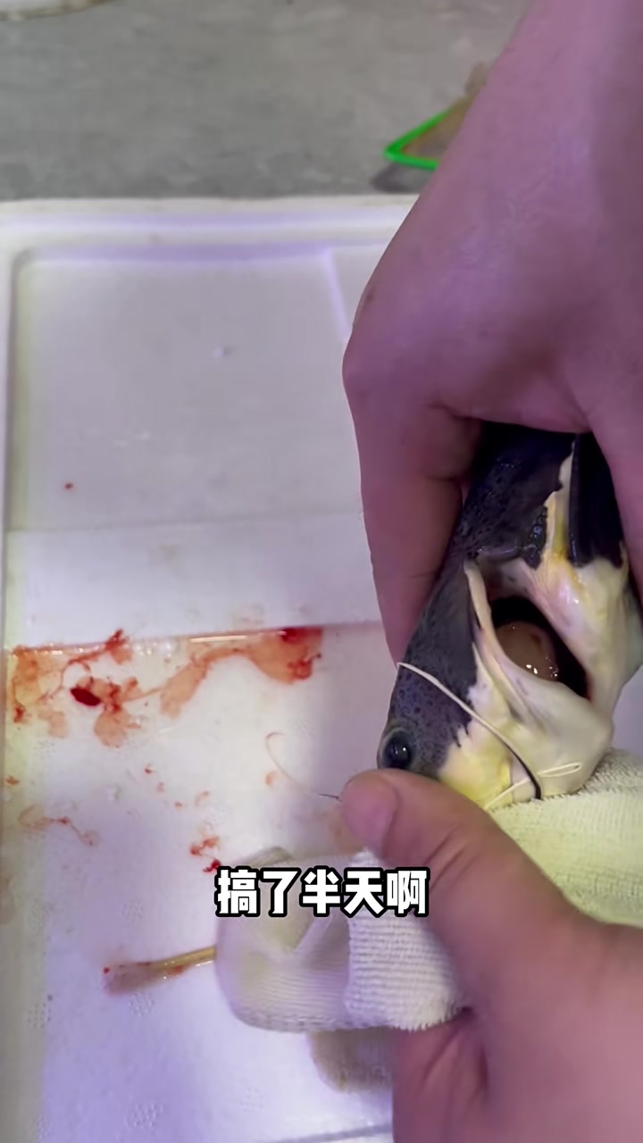 招财猫鱼腮旁边长了个大泡泡，我居然给它治好了！