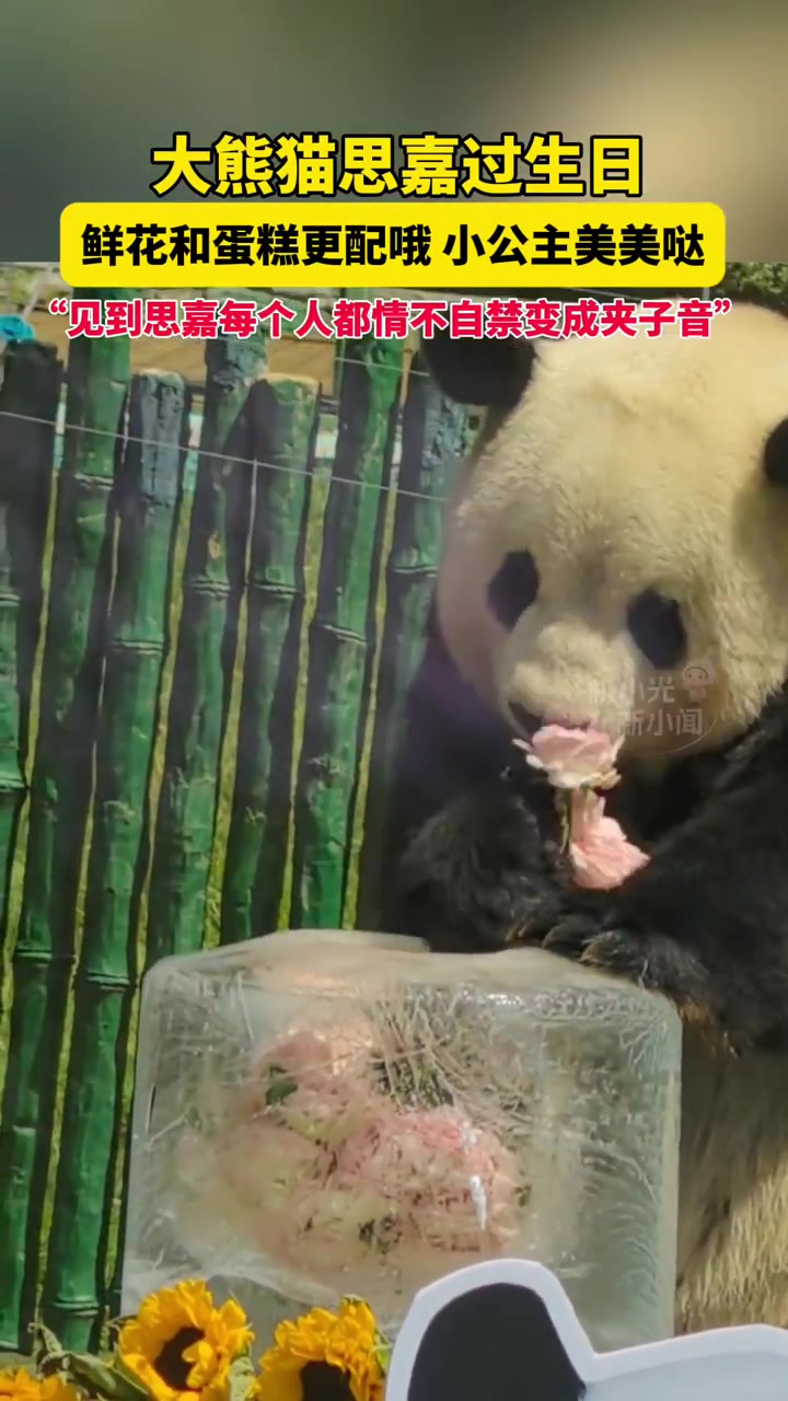 8月10日哈尔滨亚布力,大熊猫思嘉过生日,鲜花和蛋糕更配哦,小公主美美哒,“见到思嘉每个人