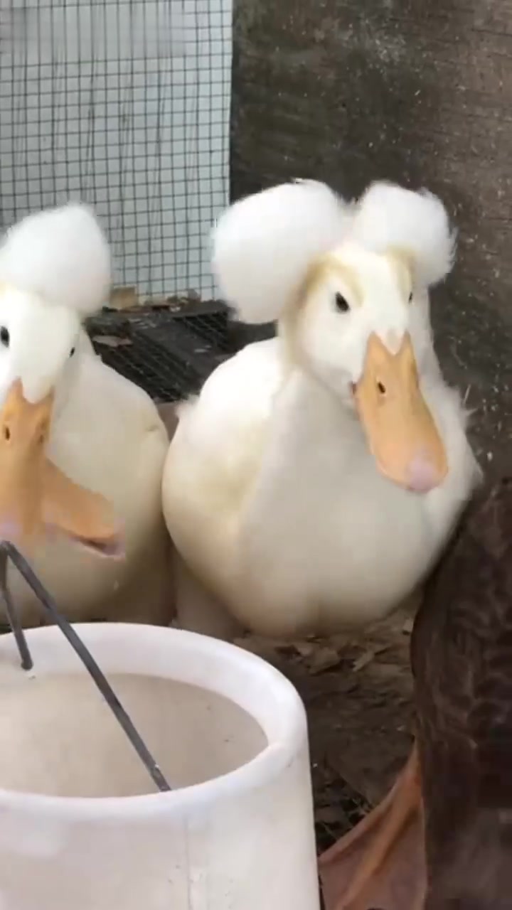 16种不同品种的鸭子