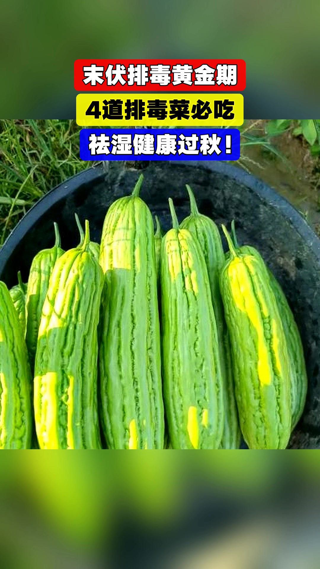 末伏排毒黄金期,4道排毒菜必吃,祛湿健康过秋!