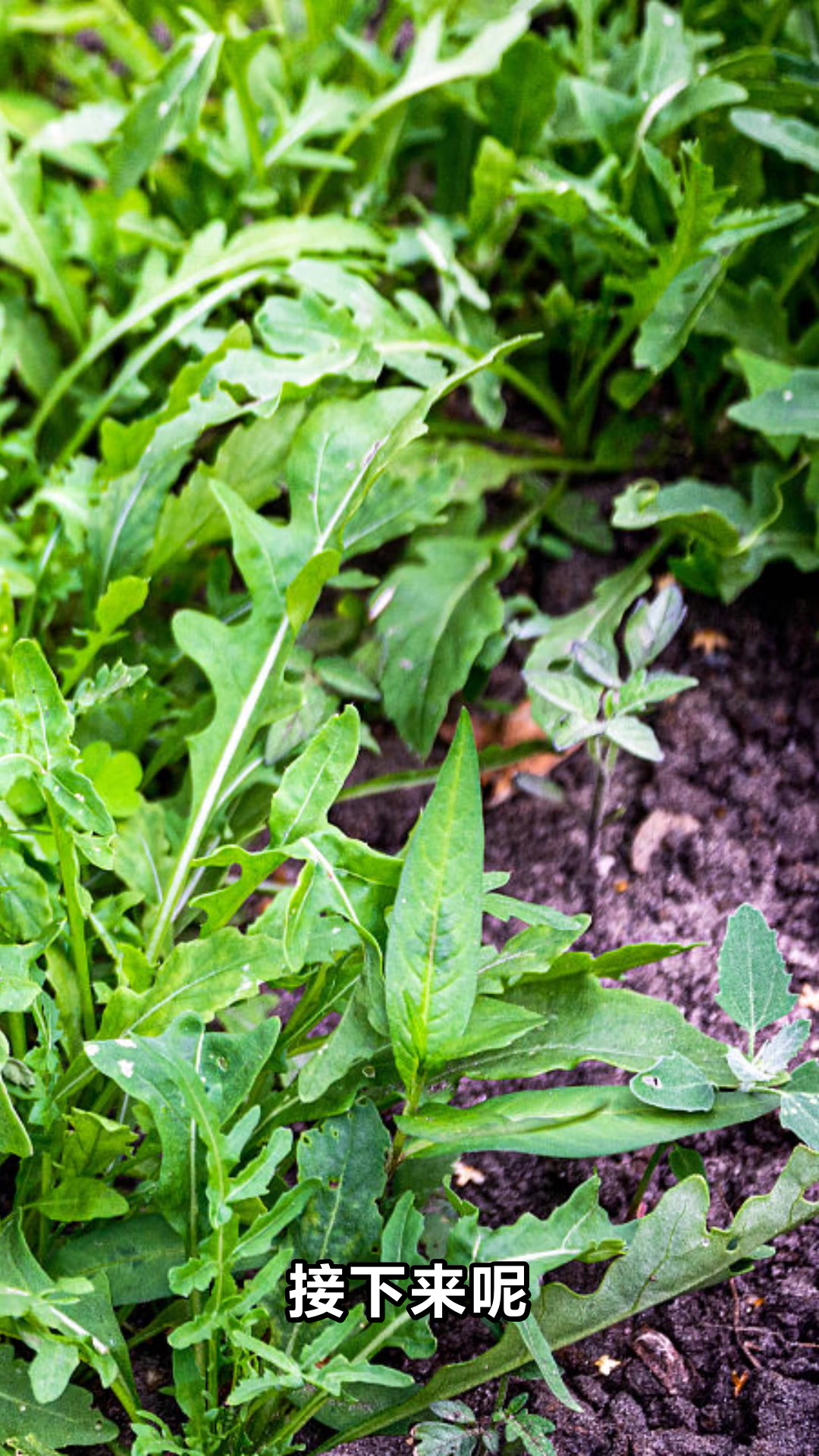 芝麻菜的神奇功效与作用你知道吗