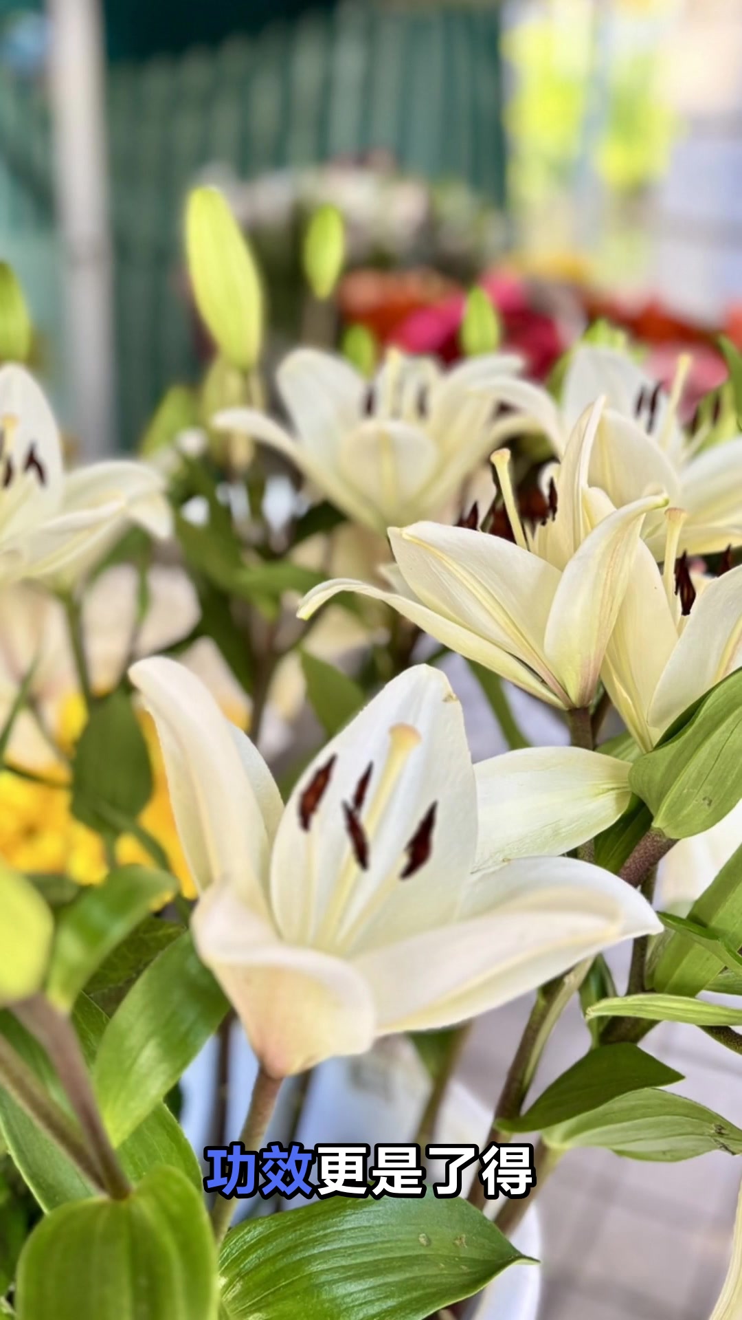 百合莲子绿豆粥的神奇功效你知道吗