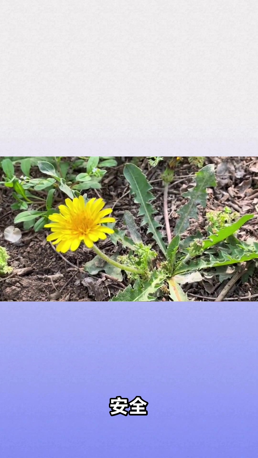 抗癌野菜第一名竟然是它