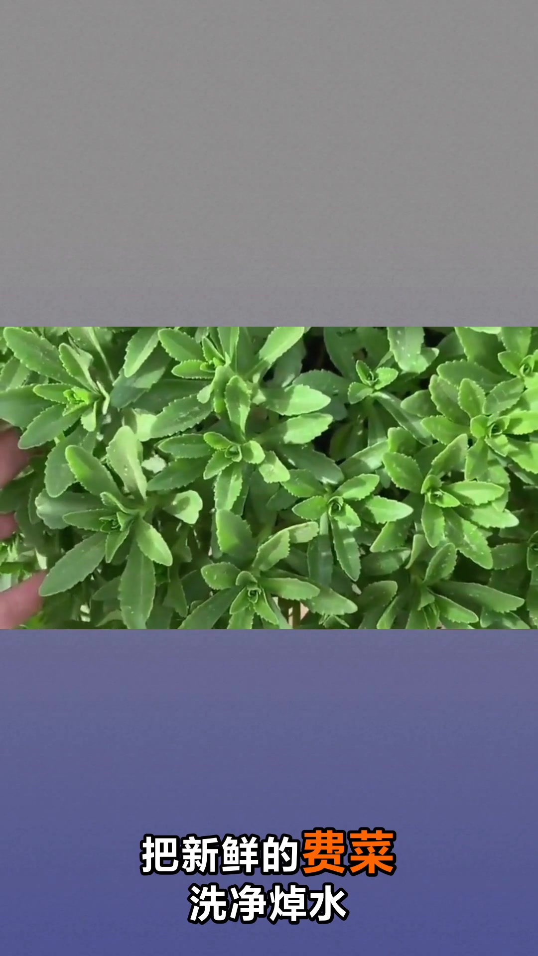 费菜的神奇功效与食用方法大揭秘