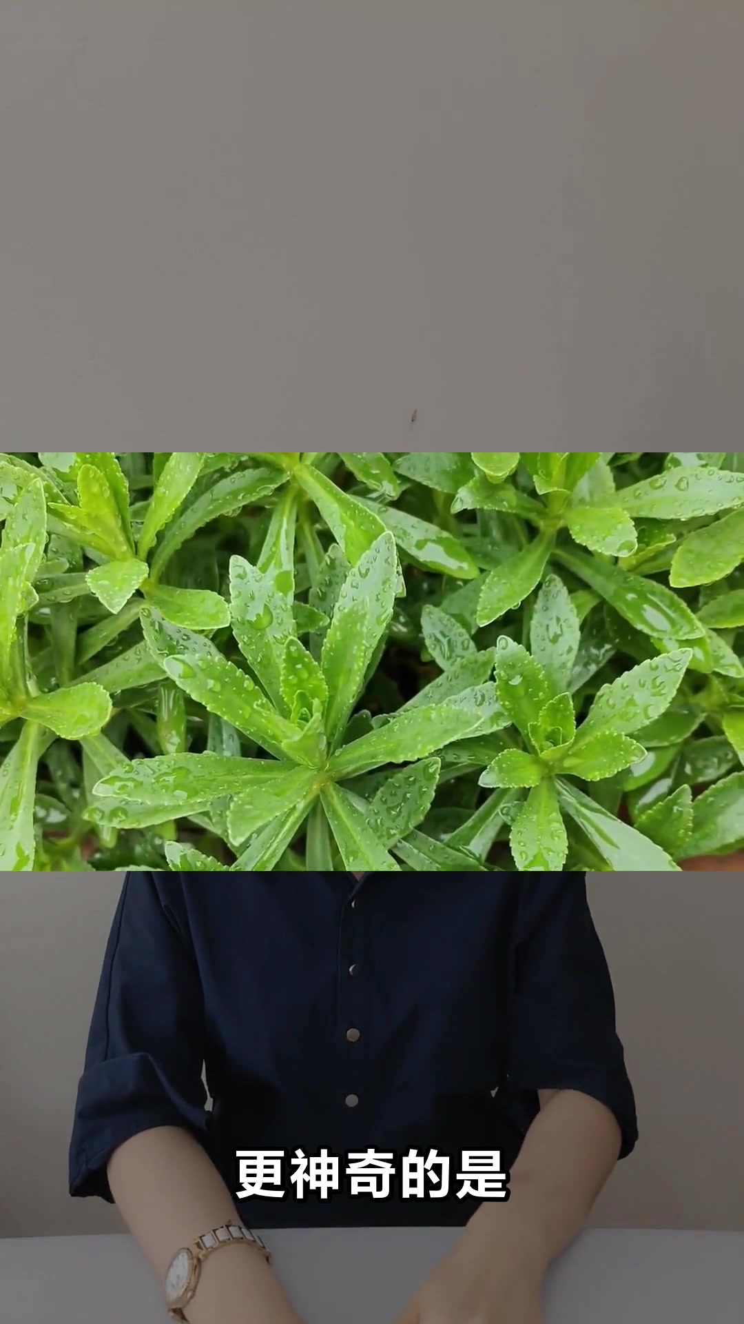 费菜的神奇功效你知道多少