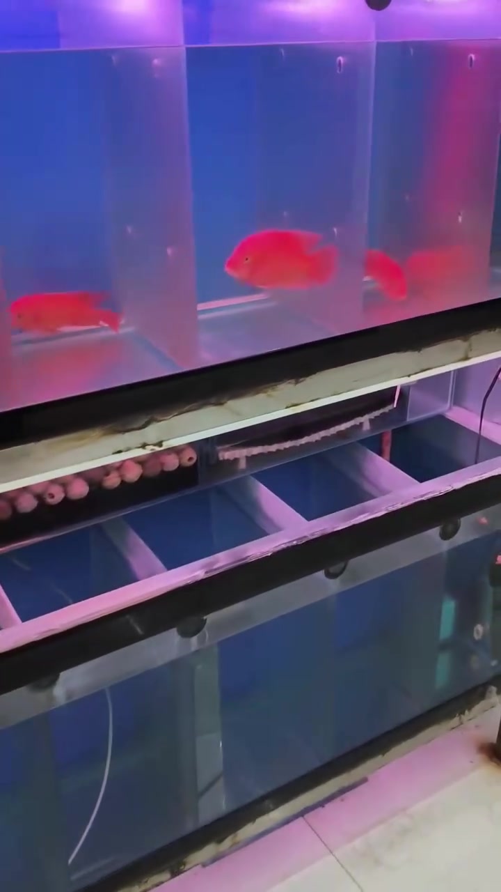 头一回给大家放漏红马罗汉鱼！就是干了
