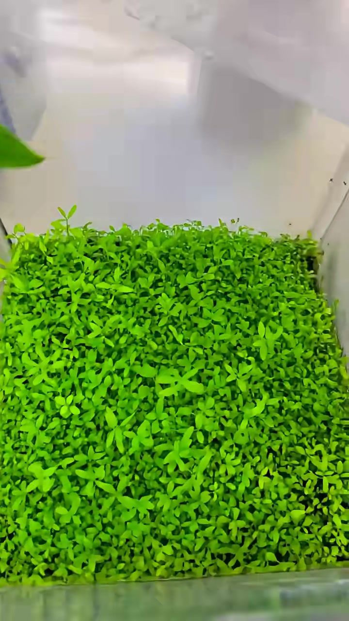 春天的温柔已布满大地！春暖开来的日子一起种植一个水草生态缸吧，养几条小鱼，真的很