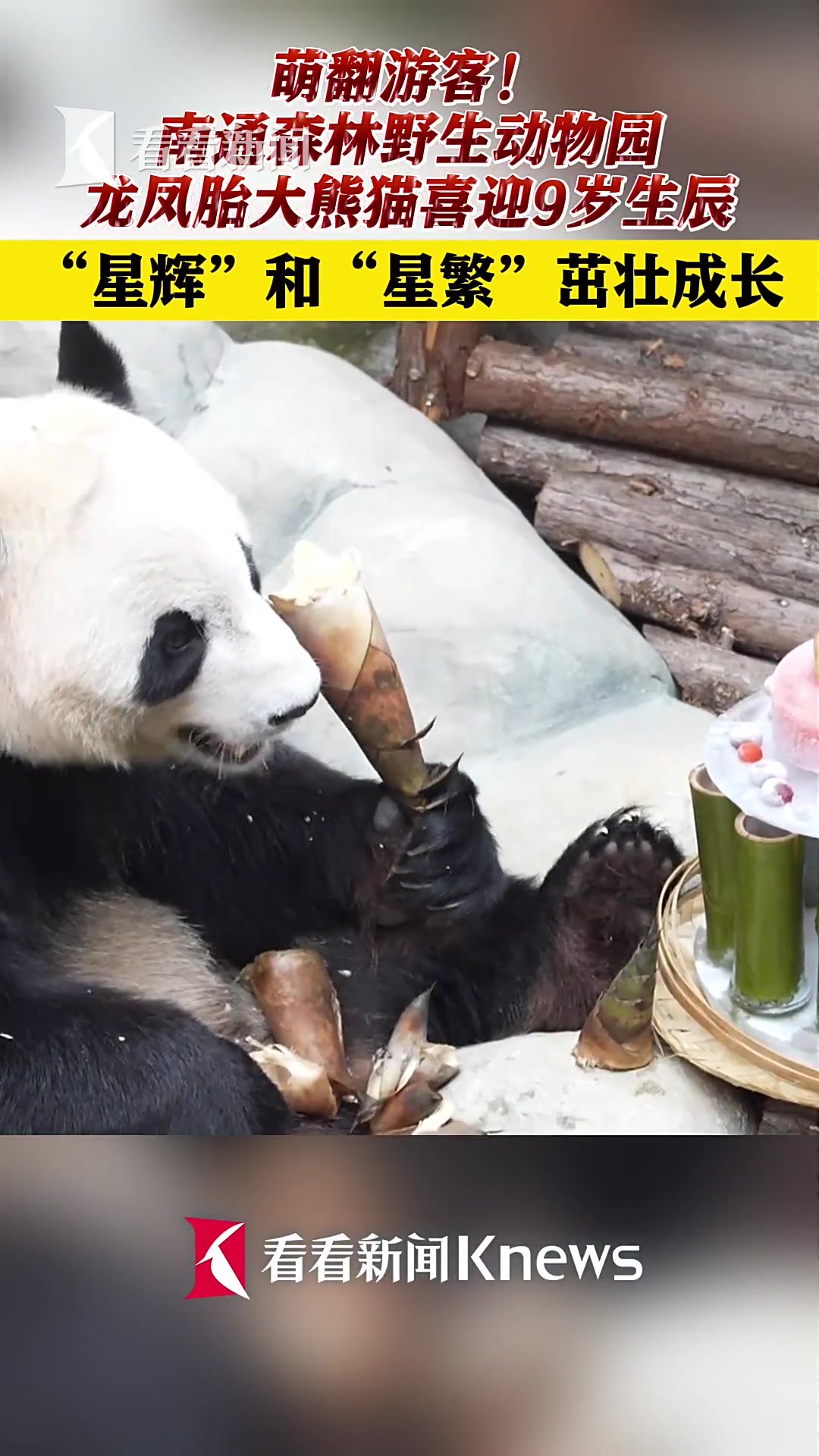 萌翻游客 龙凤胎大熊猫“星辉”“星繁”9岁生辰