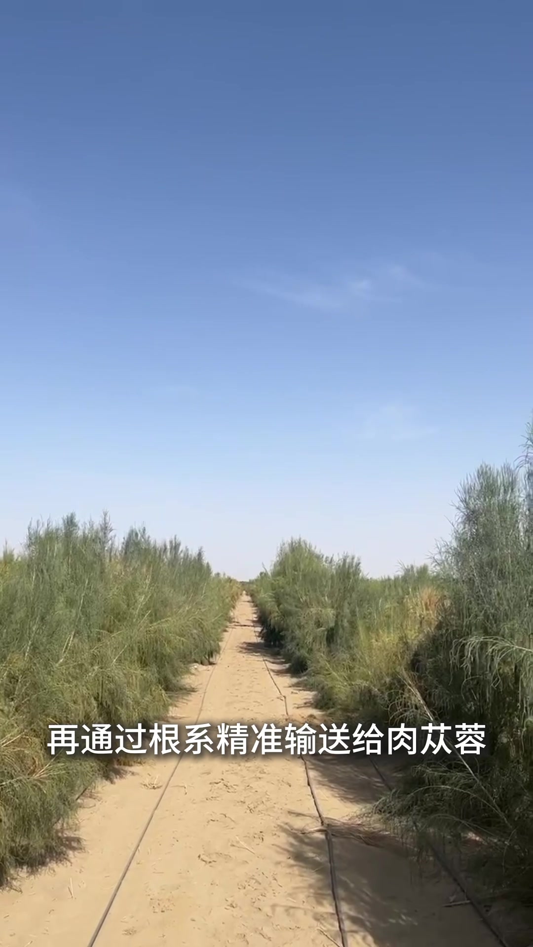 长日照、高温差:新疆和田肉苁蓉的生长优势。
