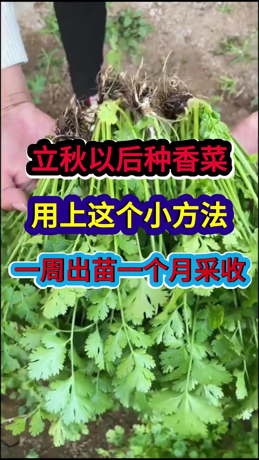 立秋以后种香菜用上这个小方法一周出苗一个月采收